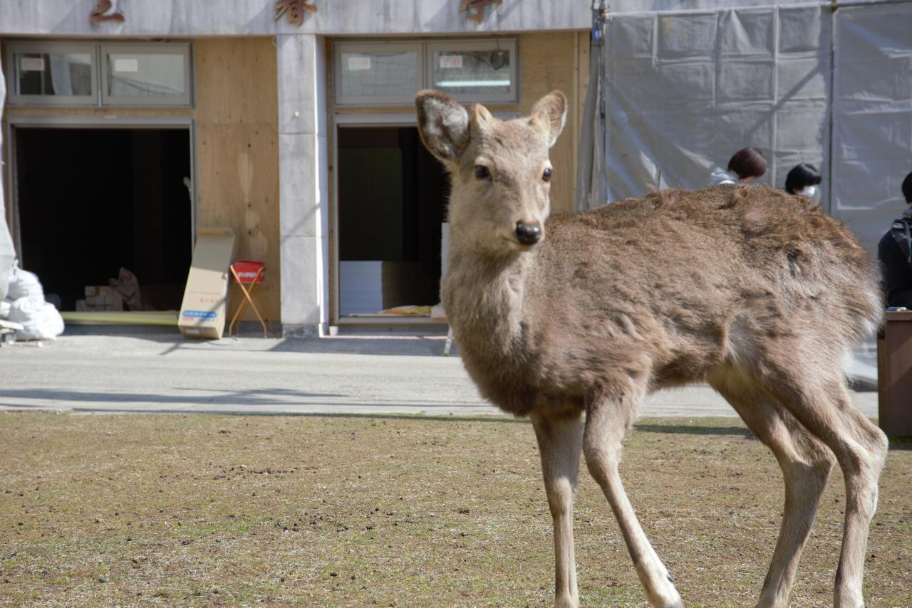 Mountain Home Lodge In Deer Park Nara Exterior foto